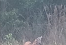 Lobo-guará assusta moradores em sítio de Votuporanga