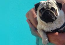 Baixa umidade e pets: como tempo seco afeta saúde de cães e gatos