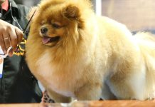 Pequenos negócios do mercado pet crescem 80% no Noroeste Paulista em seis anos