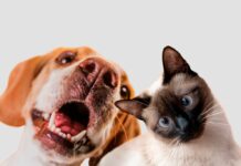 Semana de Mobilização contra a Raiva: Secretaria da Saúde alerta para importância da vacinação em cães e gatos