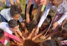 Saev Ambiental realiza plantio de mudas na segunda-feira