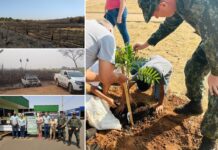 Polícia Militar Ambiental deflagra ‘Operação Dia da Árvore’