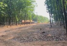 Idoso é internado após ser atacado por tamanduá em Votuporanga