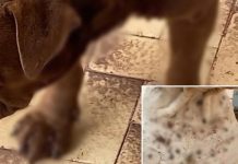 Morador é multado em R$ 6 mil por maus-tratos contra animais em Penápolis