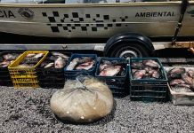 Polícia Ambiental apreende mais de 300 quilos de peixe e multa em R$ 17 mil grupo por pesca predatória