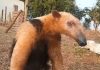 Tamanduá-mirim é resgatado após ser atacado por cachorros em Castilho