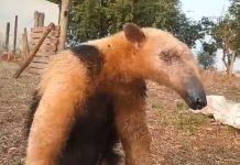 Tamanduá-mirim é resgatado após ser atacado por cachorros em Castilho