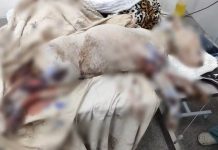 Tutor é autuado em R$ 6 mil por maus-tratos a cachorro; animal morreu