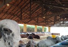 Aberta neste domingo, Expo Rio Preto Sicredi segue até dia 21