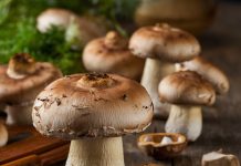 Prefeitura oferece curso de produção e colheita de Cogumelo Shitake