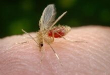 Noroeste paulista confirma 2ª morte no ano por leishmaniose