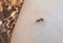 Região Noroeste Paulista chega a 86 mortes por dengue em 2024