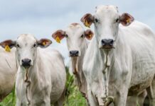 SP elimina marcação a fogo e adota brinco com chip em bovinos vacinados