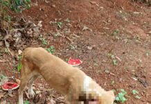 Mulher é multada por omissão de socorro a cachorro em Simonsen