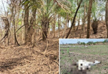 Polícia Ambiental flagra maus-tratos contra bovinos em Jales