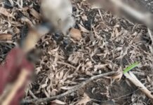 Crânio com marca de tiro e partes de ossada são encontrados em terreno em Mirassol