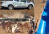 Homem é multado em R$ 75 mil após morte de boi encontrado sem alimento e sem água em propriedade rural