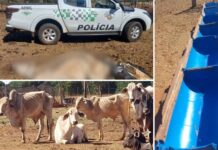 Homem é multado em R$ 75 mil após morte de boi encontrado sem alimento e sem água em propriedade rural