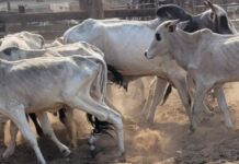 Proprietário de sítio é multado em R$ 750 mil por maus-tratos a animais em Guararapes