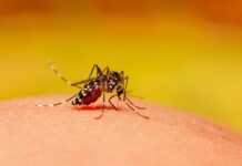 Votuporanga confirma 12ª morte por dengue em 2024