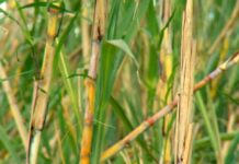 Agro de SP registra alta de 11,2% nas exportações e se mantém como líder nacional