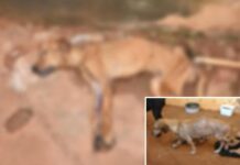 Suspeito é multado por maus tratos a animais em Santo Antônio do Aracanguá; dois cachorros morreram