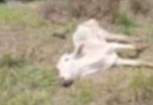 Polícia multa em R$ 507 mil dono de fazenda onde gado morreu por desnutrição