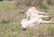 Após denúncia, polícia encontra animais mortos e em estado de desnutrição em fazenda