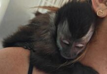 Polícia Ambiental aplica multa de R$ 5 mil por cativeiro de macaco-prego