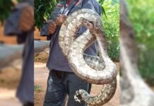 Idosa encontra jiboia de quase 2 metros na sala de casa em Castilho