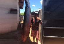 “O Rei do Pirarucu” faz novo recorde de captura em Cardoso