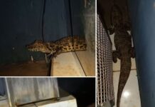 Bombeiros resgatam dois jacarés encontrados em área urbana de Araçatuba