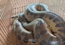 Sucuri de cerca de 2 metros é capturada dentro de borracharia em Jales