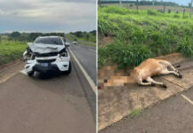 Caminhonete atropela vaca na Rodovia Euclides da Cunha