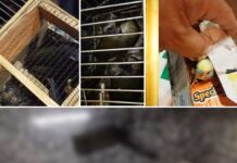 Casal é multado em R$ 29 mil por transportar aves em ônibus sem autorização ambiental; duas delas morreram