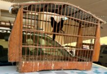 Homem é preso após polícia encontrar arma irregular e aves em cativeiro