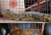 Mulher é surpreendida por jacaré de mais de um metro em varanda de casa