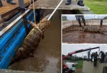 Jacaré é encontrado em estação de tratamento de esgoto de Araçatuba