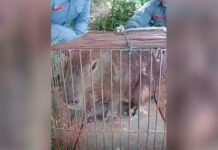 Capivara é capturada dentro de escola técnica em Jales