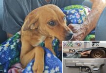 Homem é multado por atirar em cachorro em Pereira Barreto