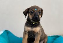 Clínica Meu Pet está com filhotes de cães e gatos disponíveis para adoção responsável