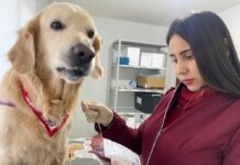 Hemocentro de cães e gatos convive com a falta de sangue para salvar os animais e busca aumentar número de doadores