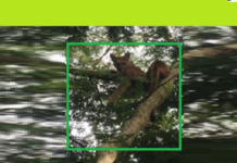 Onça é flagrada em cima de árvore em Catanduva