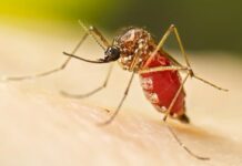 Votuporanga decreta situação de emergência em saúde devido à dengue