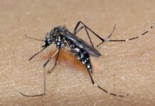 Governo de SP cria sala de situação para monitorar dengue, chikungunya e zika