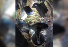 Homem é preso suspeito de manter laboratório de maconha dentro de casa em Brejo Alegre