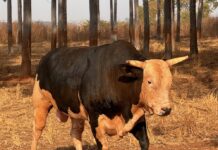 Cia Tercio Miranda promove leilão de genética com lotes inéditos no país