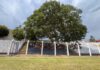 Estádio da Copinha tem árvore no meio da arquibancada para preservação ambiental