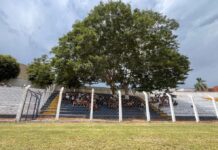 Estádio da Copinha tem árvore no meio da arquibancada para preservação ambiental