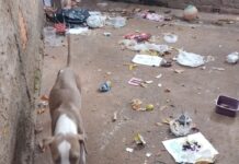 Polícia Ambiental multa tutora de cachorro por maus-tratos em Votuporanga